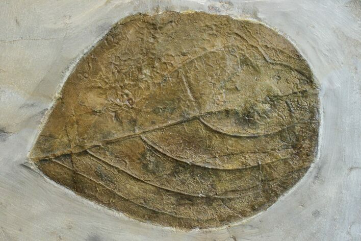 Paleocene Fossil Leaf - Montana #165015